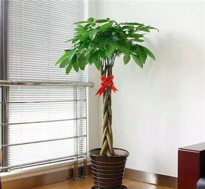 客厅摆放什么植物招财 客厅植物要怎么摆放好 客厅摆放什么植物招财 客厅植物要怎么摆放好