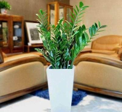客厅摆放什么植物招财 客厅植物要怎么摆放好 客厅摆放什么植物招财 客厅植物要怎么摆放好
