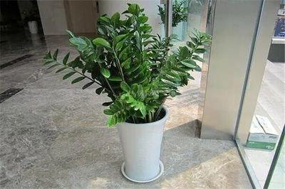 客厅摆放什么植物最好 关于植物摆放和选择的原则