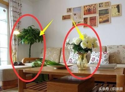客厅放什么花好，家里客厅摆放花的风水知识