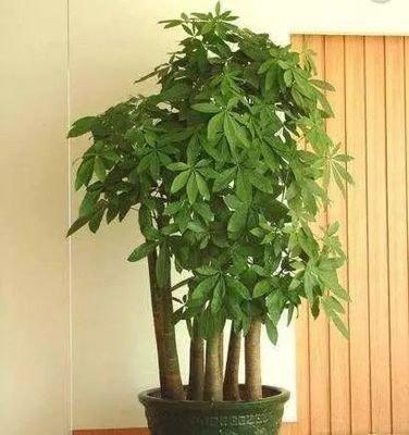 客厅放什么花好，家里客厅摆放花的风水知识
