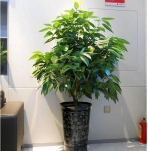 客厅明财位摆放什么(客厅明财位摆放什么植物好) 客厅明财位摆放什么(客厅明财位摆放什么植物好)