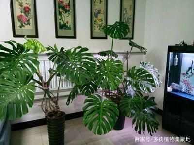 客厅明财位摆放什么(客厅明财位摆放什么植物好) 客厅明财位摆放什么(客厅明财位摆放什么植物好)