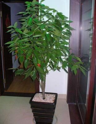 客厅植物摆放风水禁忌 应该如何选择客厅植物