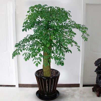 客厅植物摆放风水禁忌 应该如何选择客厅植物