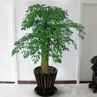 客厅植物盆栽摆放风水讲究 客厅盆栽一定不能乱放