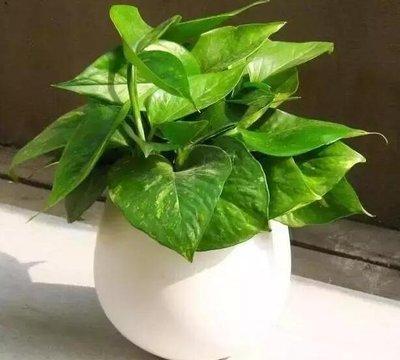 客厅植物风水学：客厅放什么植物旺财