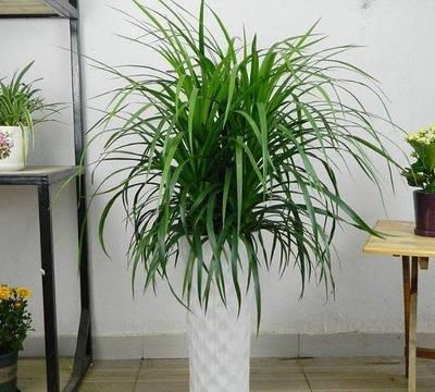 客厅植物风水学：客厅放什么植物旺财