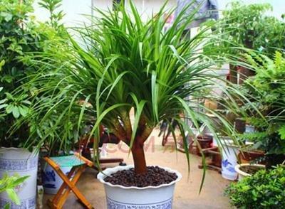 客厅植物风水：植物摆放的宜忌有哪些