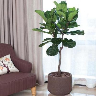 客厅植物风水：植物摆放的宜忌有哪些