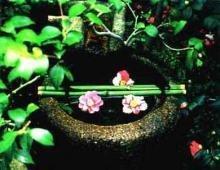 婚前做梦梦见水缸不断流水,缸里还有小鱼
