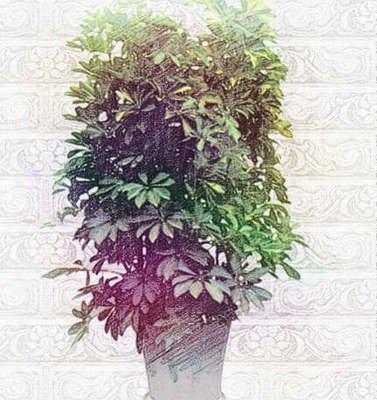 家居风水植物之鹅掌柴摆放的风水问题