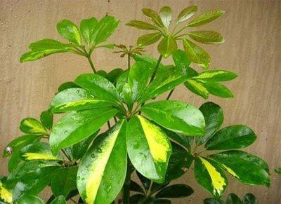 家居风水植物之鹅掌柴摆放的风水问题