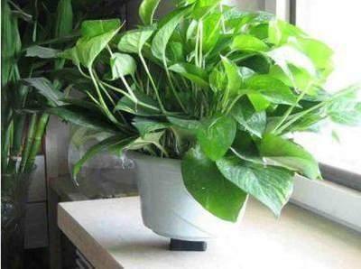 家居风水盆栽：家居盆栽植物风水论