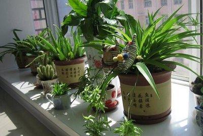 家居风水盆栽：家居盆栽植物风水论