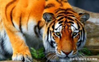 如何确保属虎的人在2025年中有着出色的财运风水