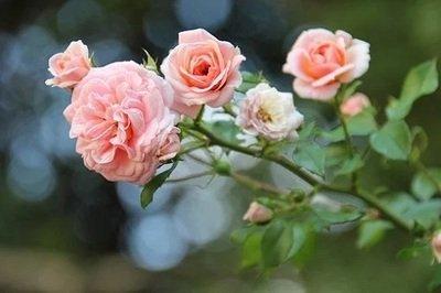 如何确定2025蛇年房屋风水吉凶 如何确定2025蛇年房屋风水吉凶