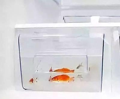 如何确定养鱼的数量养鱼数量的风水