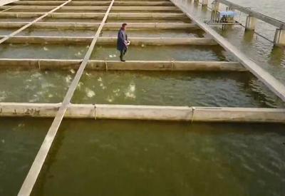 如何确定养鱼的数量养鱼数量的风水