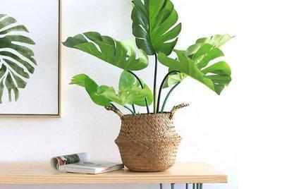 客厅适合摆放什么植物 适合摆放的客厅植物