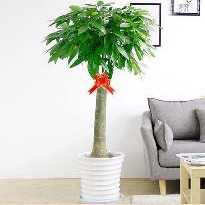 家庭植物摆放风水的注意事项赶紧参考 家庭植物摆放风水的注意事项赶紧参考