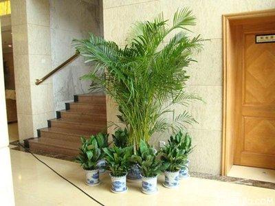 家庭植物摆放风水的注意事项赶紧参考