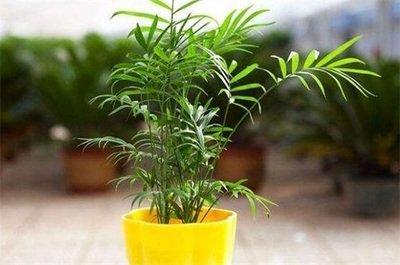 室内养什么植物风水好,室内植物禁忌