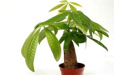 室内招财风水布局之八种植物招财又旺宅