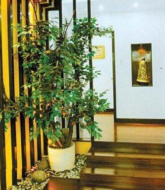 室内招财风水布局之八种植物招财又旺宅