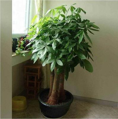 室内摆放什么植物招财 风水中最招财的植物