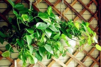 室内植物的摆放风水位置 哪个位置对财运最好