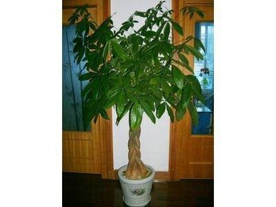 室内植物的摆放风水位置 哪个位置对财运最好