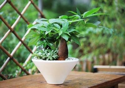 家里养什么植物增加财运 养植物有什么讲究