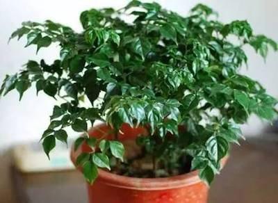 家里养哪些植物可以提升运气 什么植物最让人运气好