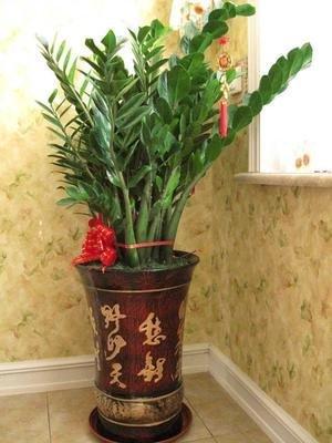 家里养哪些植物可以提升运气 什么植物最让人运气好