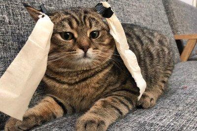 家里养猫需要什么(家里养猫需要什么手续)