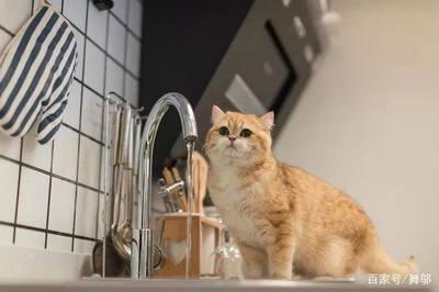家里养猫需要什么(家里养猫需要什么手续)