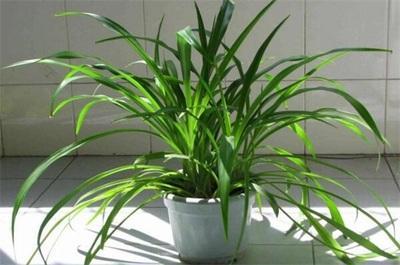 室内绿色植物摆放风水谈 不同空间种植植物不同