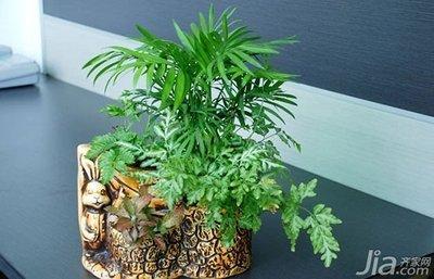 室内绿色植物摆放风水谈 室内摆放哪些植物好