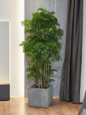 室内绿色植物摆放风水谈 室内摆放哪些植物好