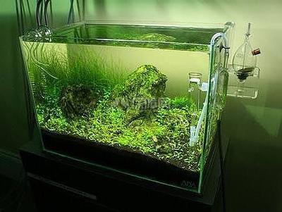 家里养鱼(家里养鱼的方法和技巧)