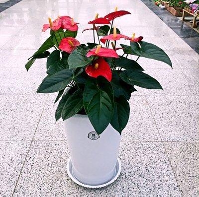 室内花卉种类不同 对风水影响也会有所差异