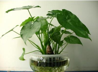 室内花卉都有哪些风水效应花卉的风水作用介绍
