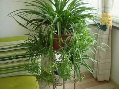 室内花卉都有哪些风水效应花卉的风水作用介绍