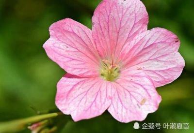 家里再穷也要养这4种花有利于招财纳福