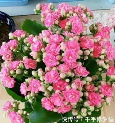 家里再穷也要养这4种花有利于招财纳福