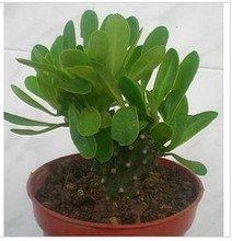 家里摆什么植物辟邪(家里养什么植物镇宅辟邪)