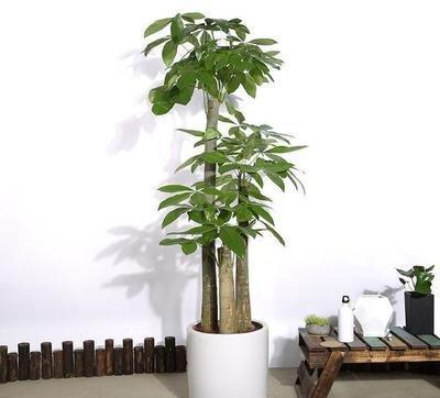 家里摆什么植物辟邪(家里养什么植物镇宅辟邪)