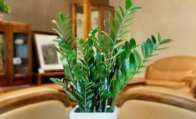 家里摆放什么大型植物(家里摆放什么植物招财)