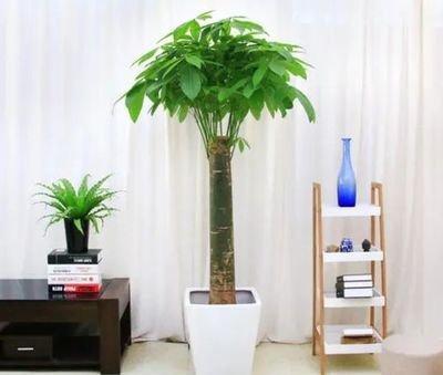 家里摆放什么大型植物(家里摆放什么植物招财)